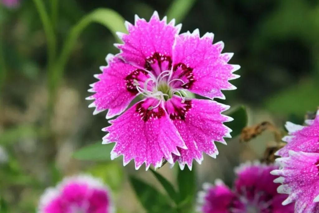 Garden Pinks Jednostavni saveti za uzgoj Dianthus Chinensis