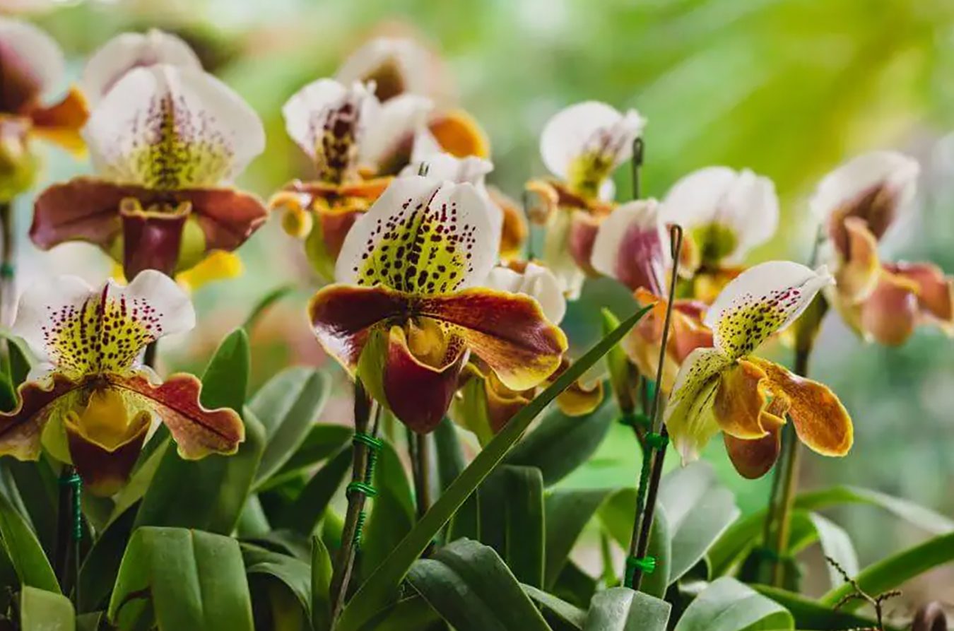 Najbolja mešavina tla za biljke orhideja (osnovni vodič)