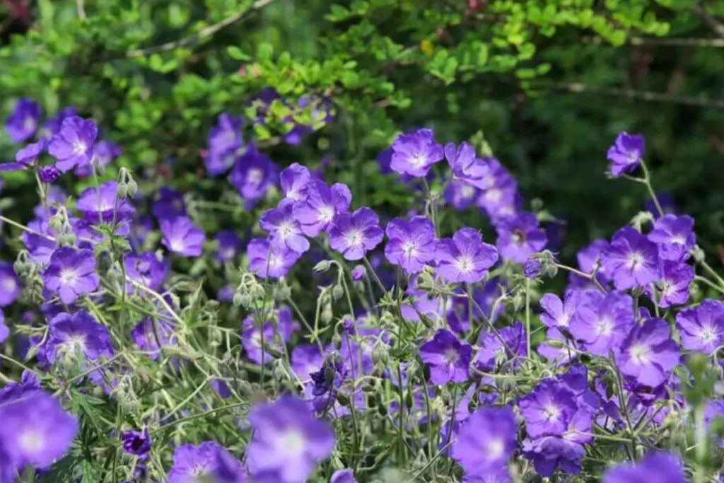 Savladavanje Geranium Orion a Kljucni saveti za zivahni rast