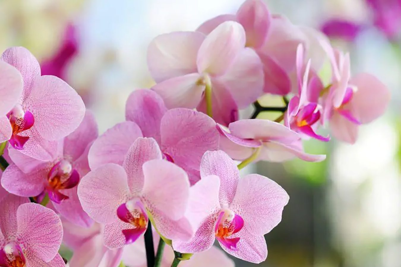 Ultimativni vodič za svetlosne zahteve za orhideje