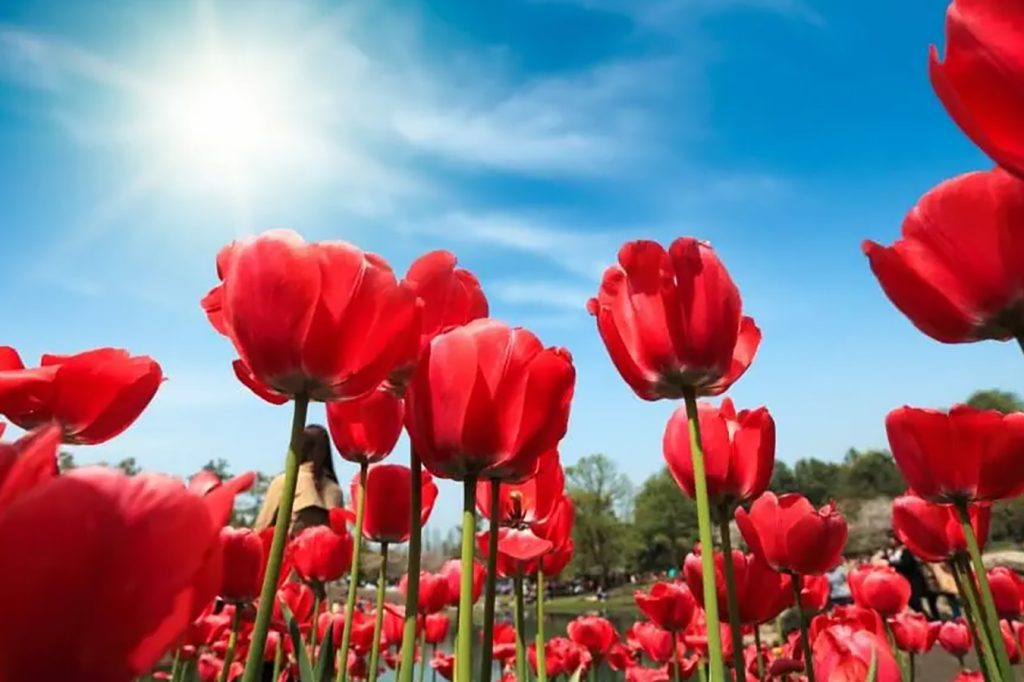 Znacenje i simbolika crvenog cveta