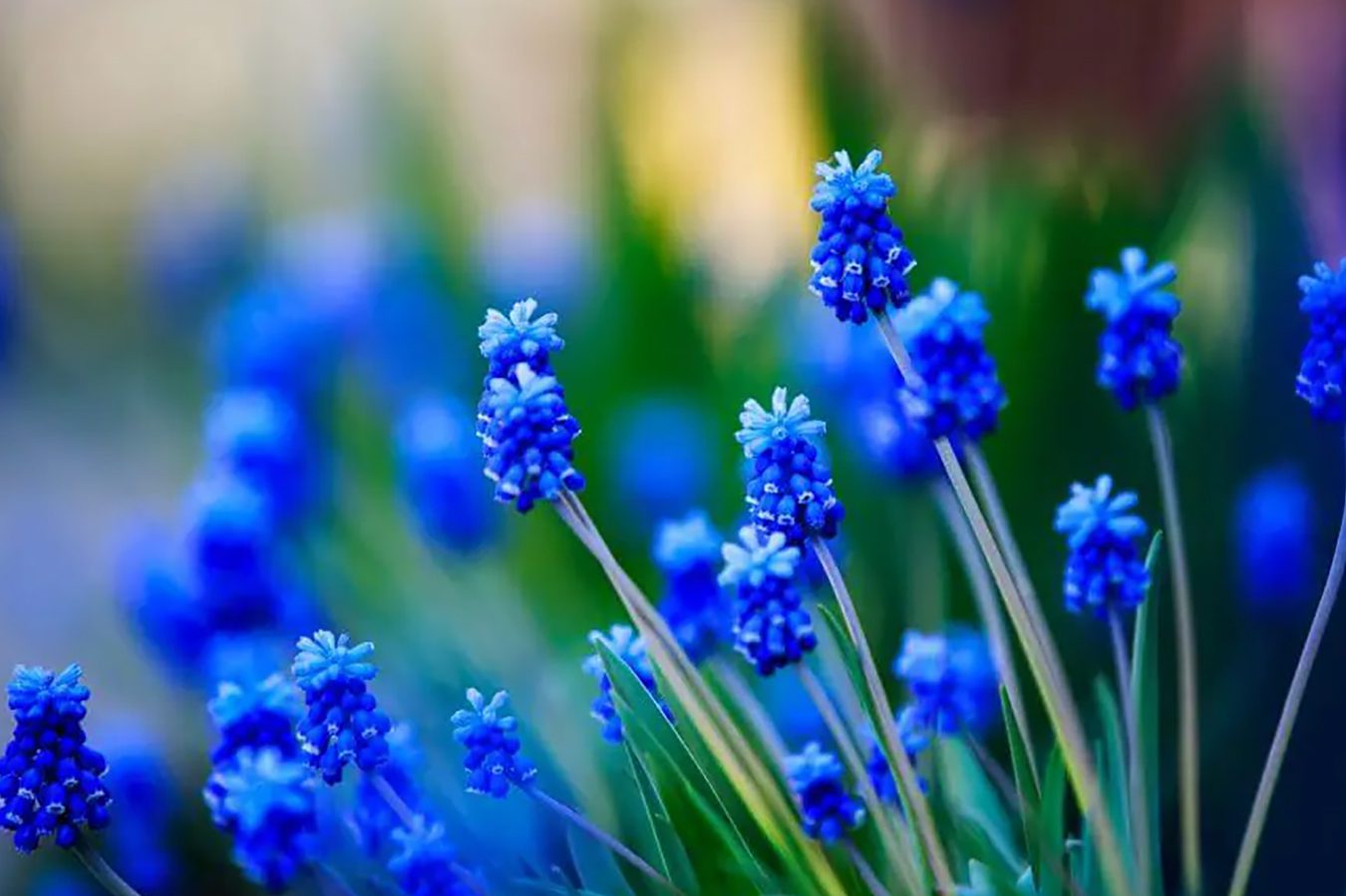 Značenje i simbolika plavog cveta