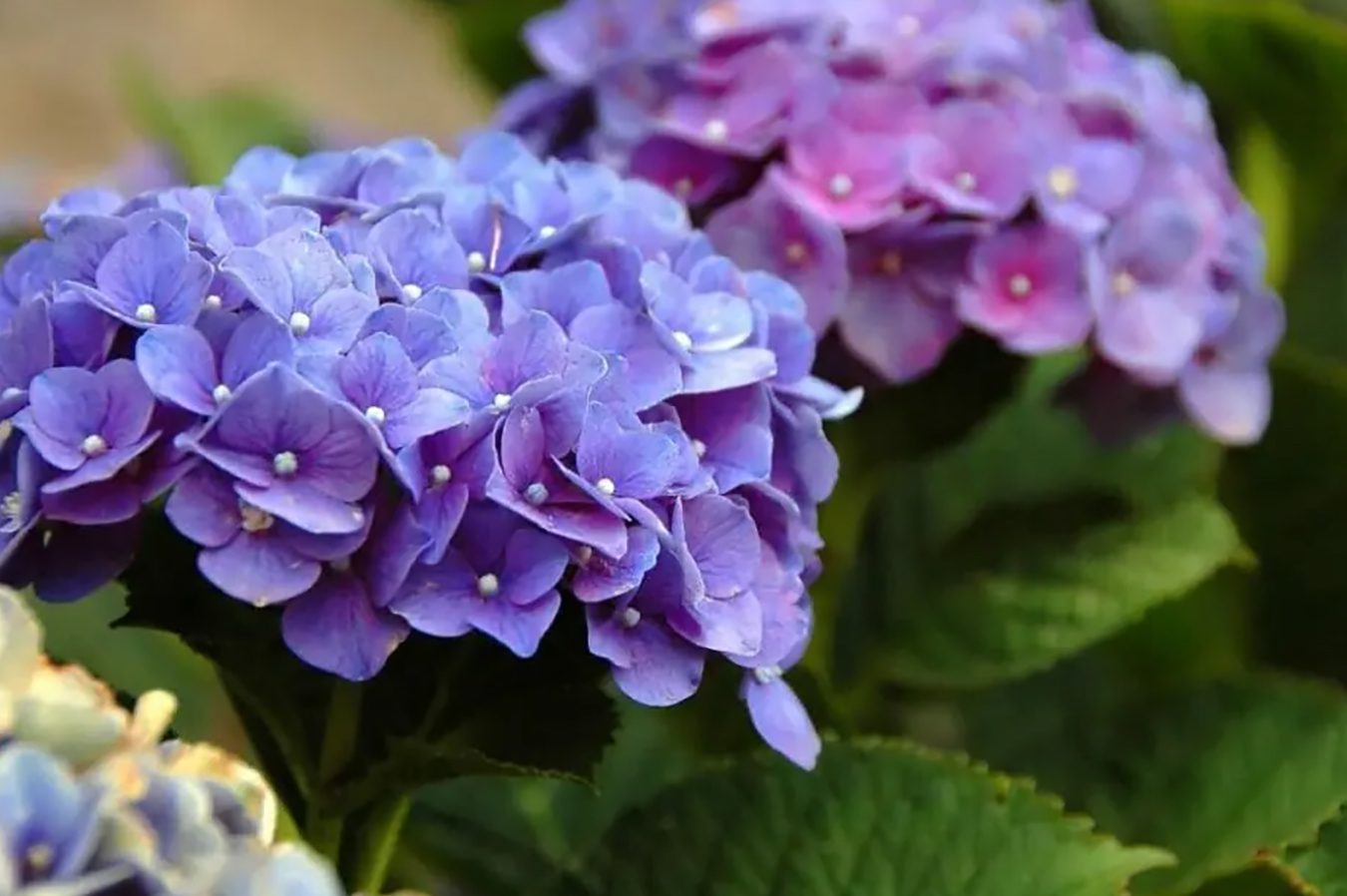 15 neverovatnih upotreba i prednosti hortenzija