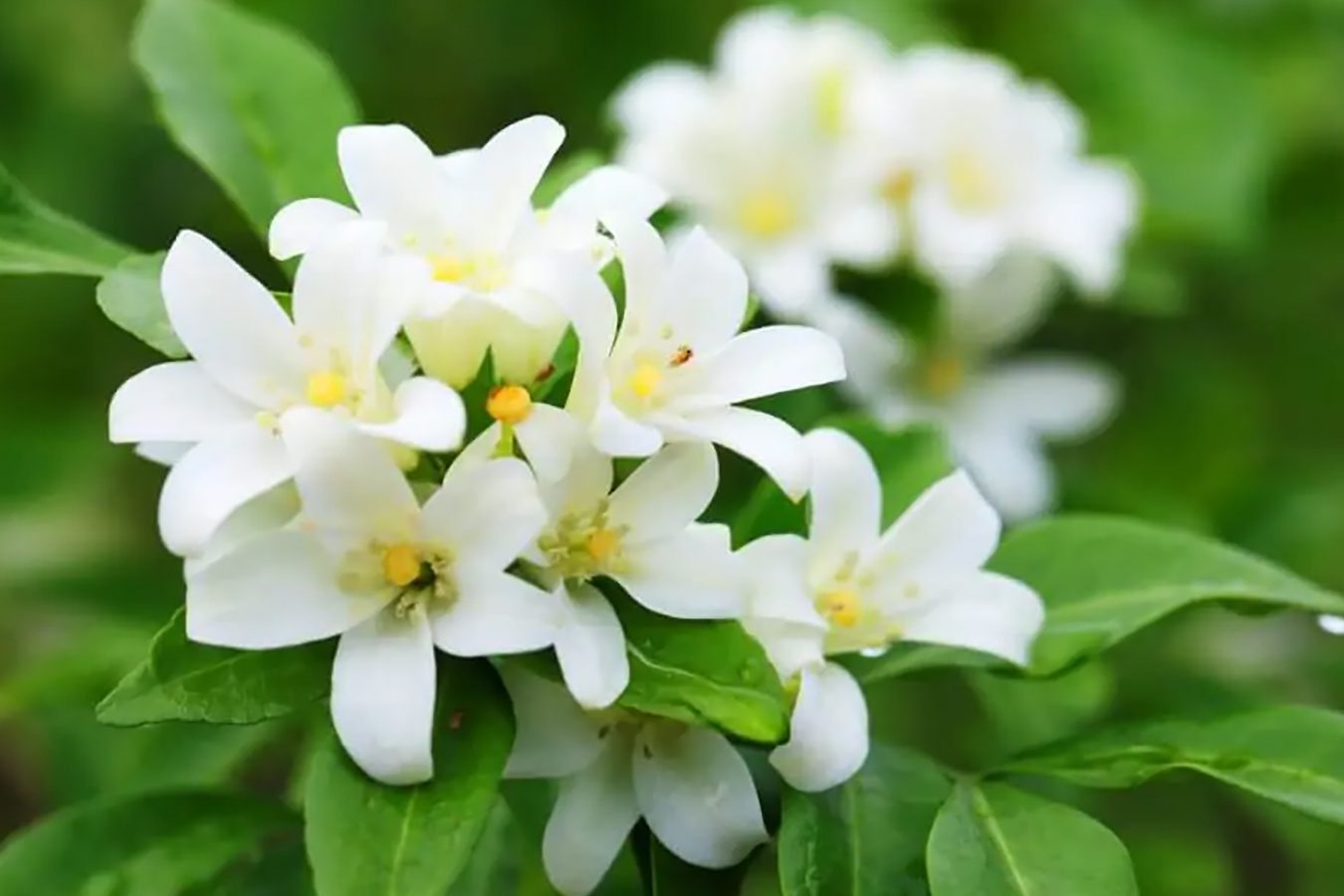 19 belih mirisnih cvetova neodoljivih mirisa