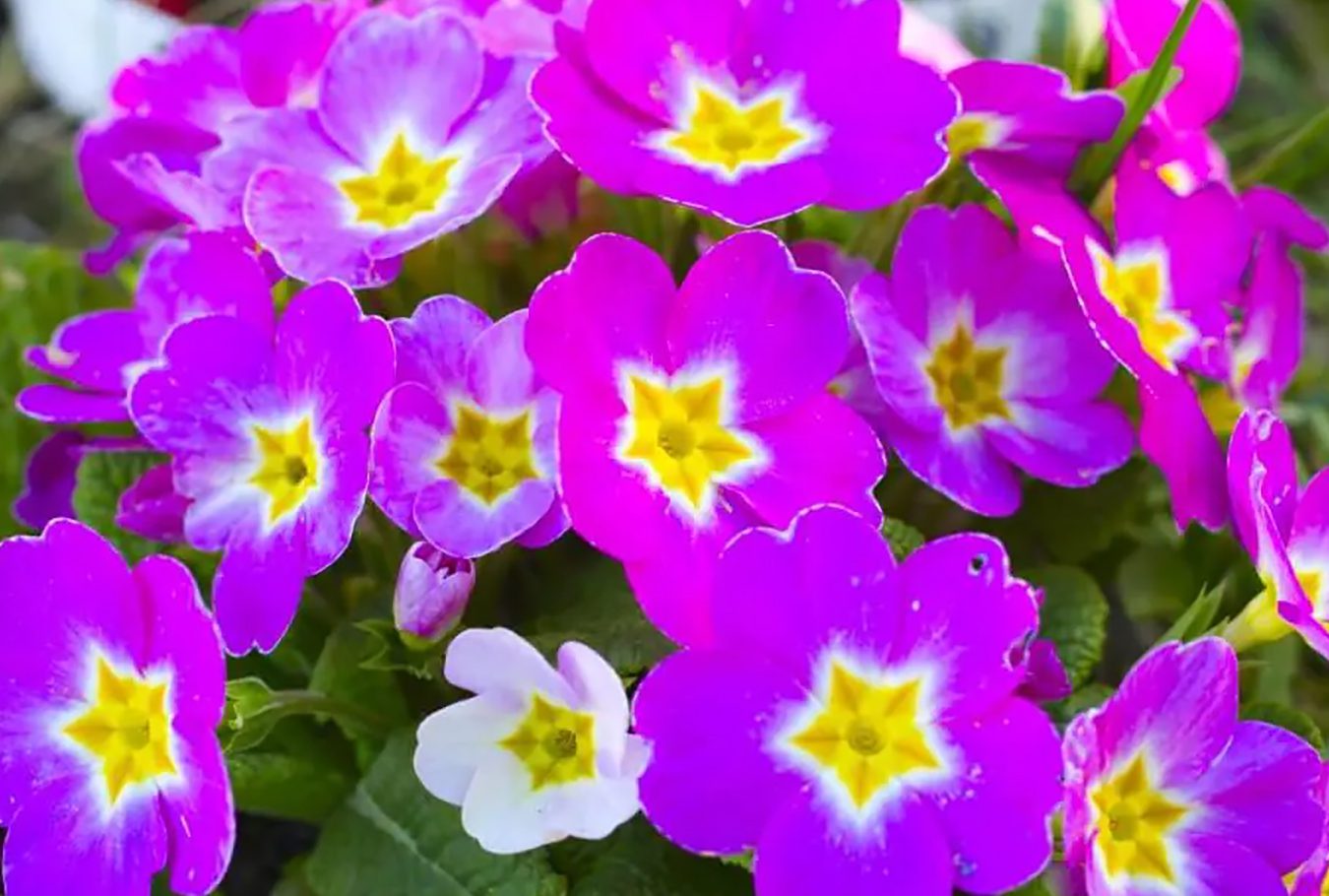 20 mirisnih ljubičastih cvetova za vašu baštu