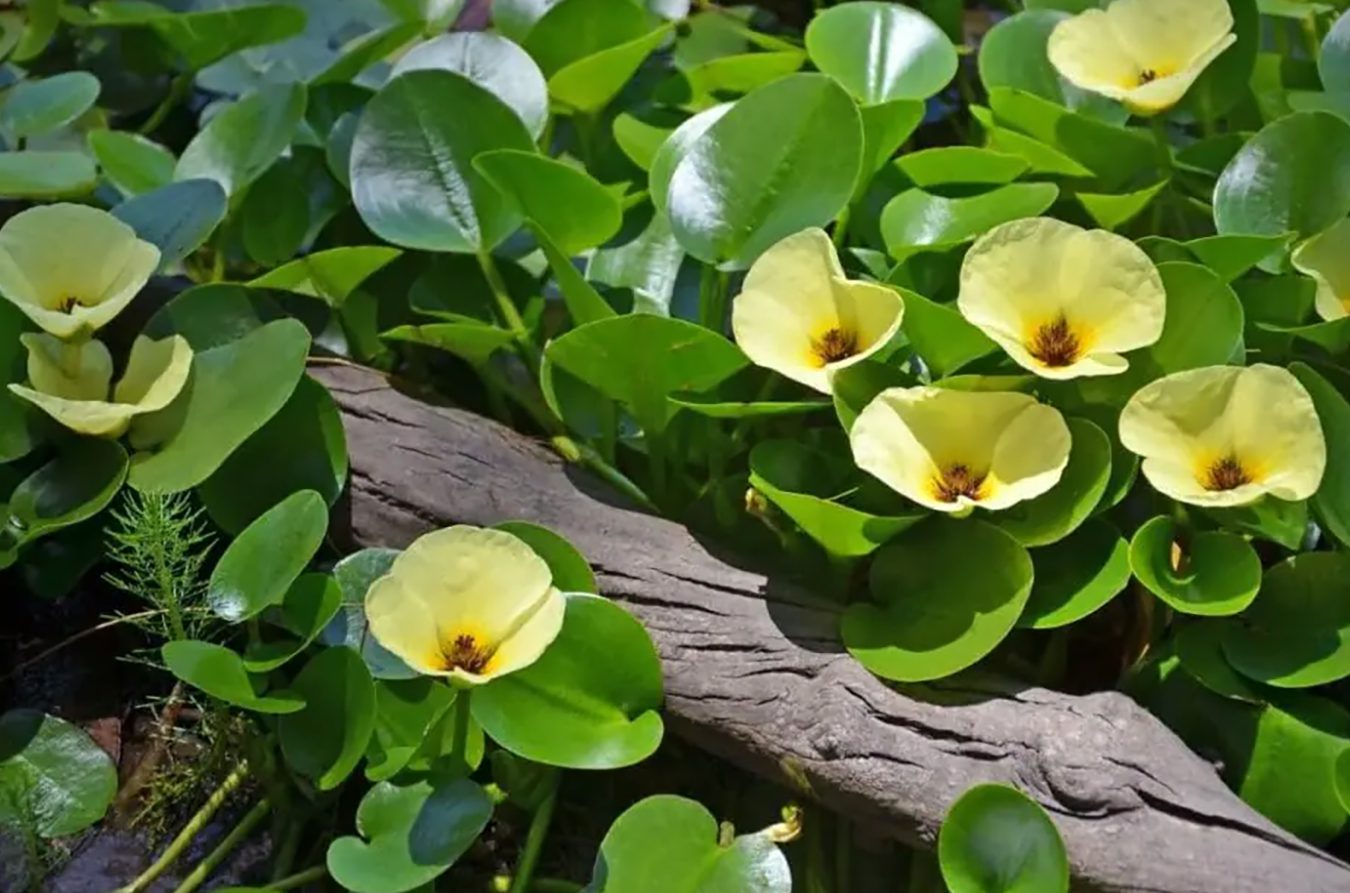39 neverovatnih vodenih cveća i biljaka koje rastu u vodi