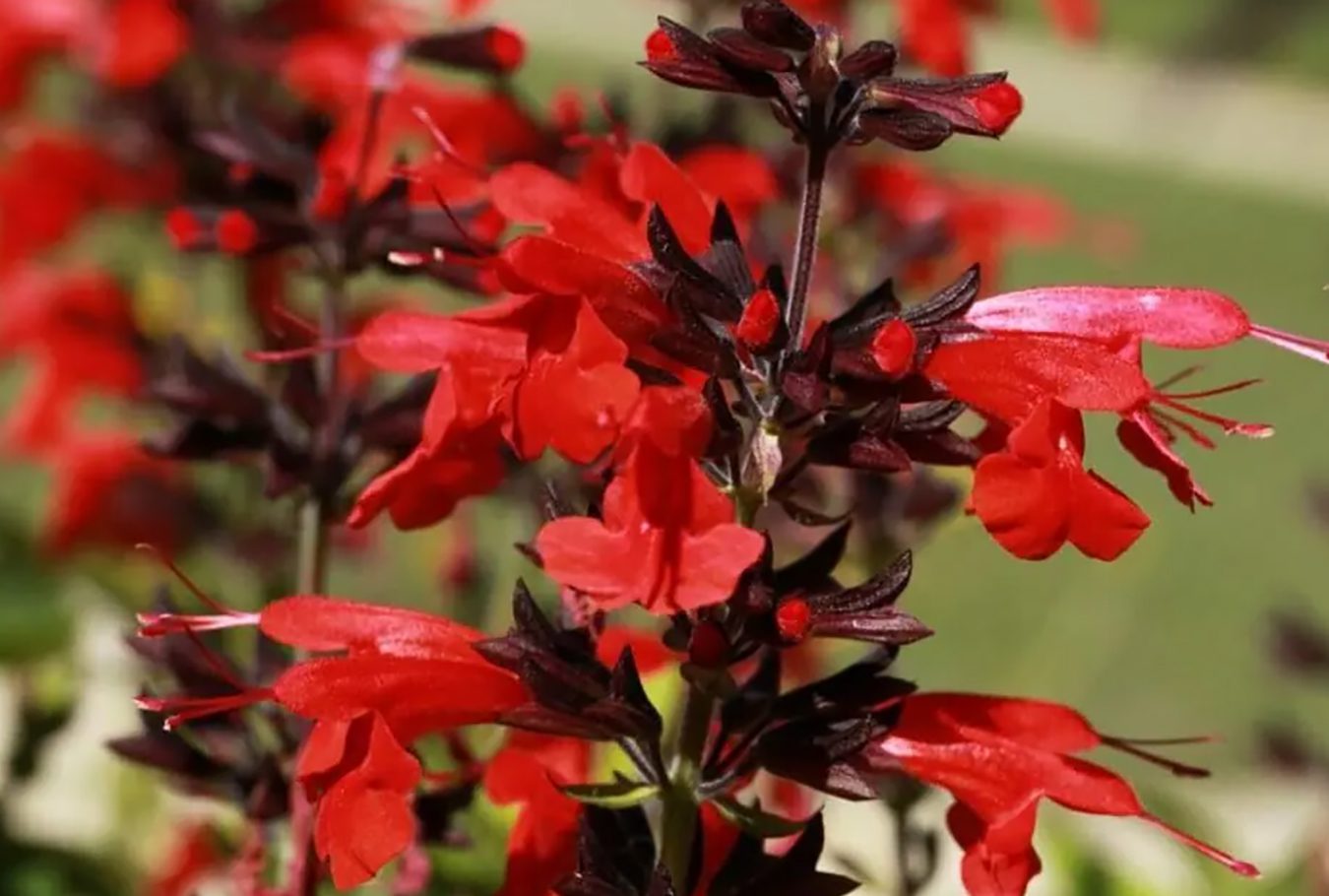 75 vrsta crvenog cveća