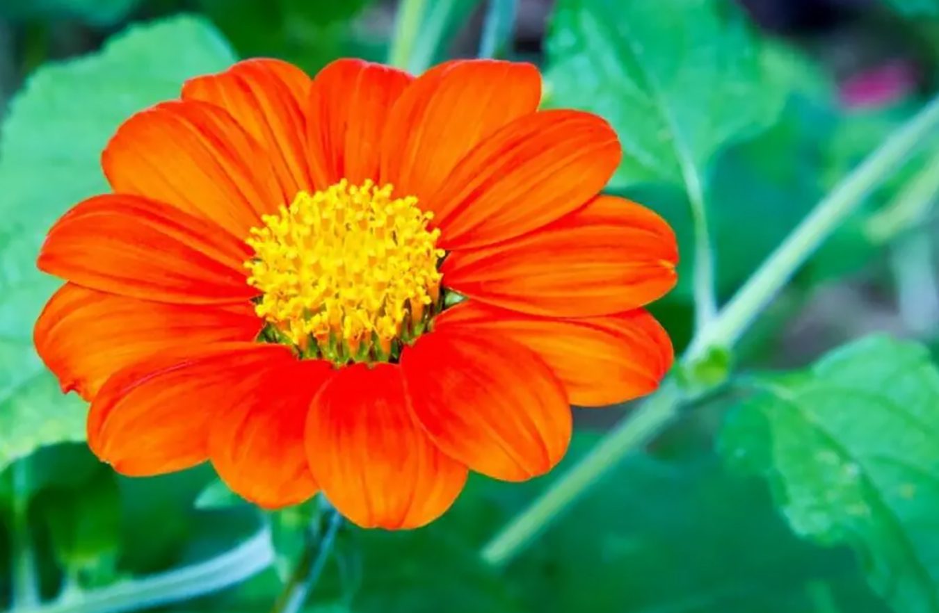 75 vrsta narandžastog cveća