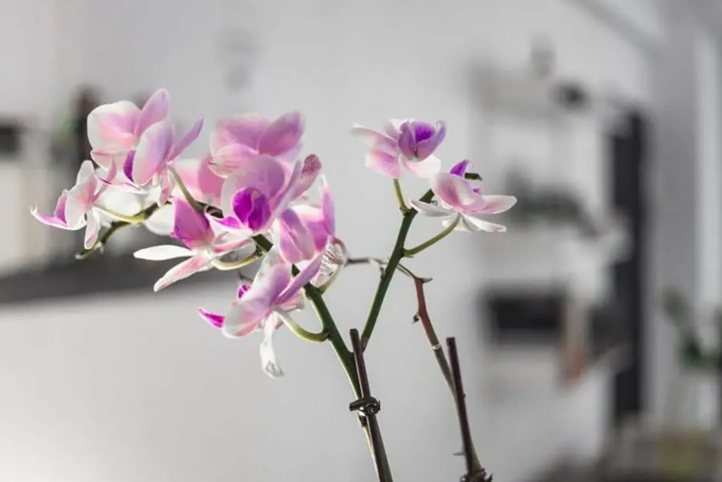 Jednostavni koraci za pravilno zalivanje orhideja svaki put