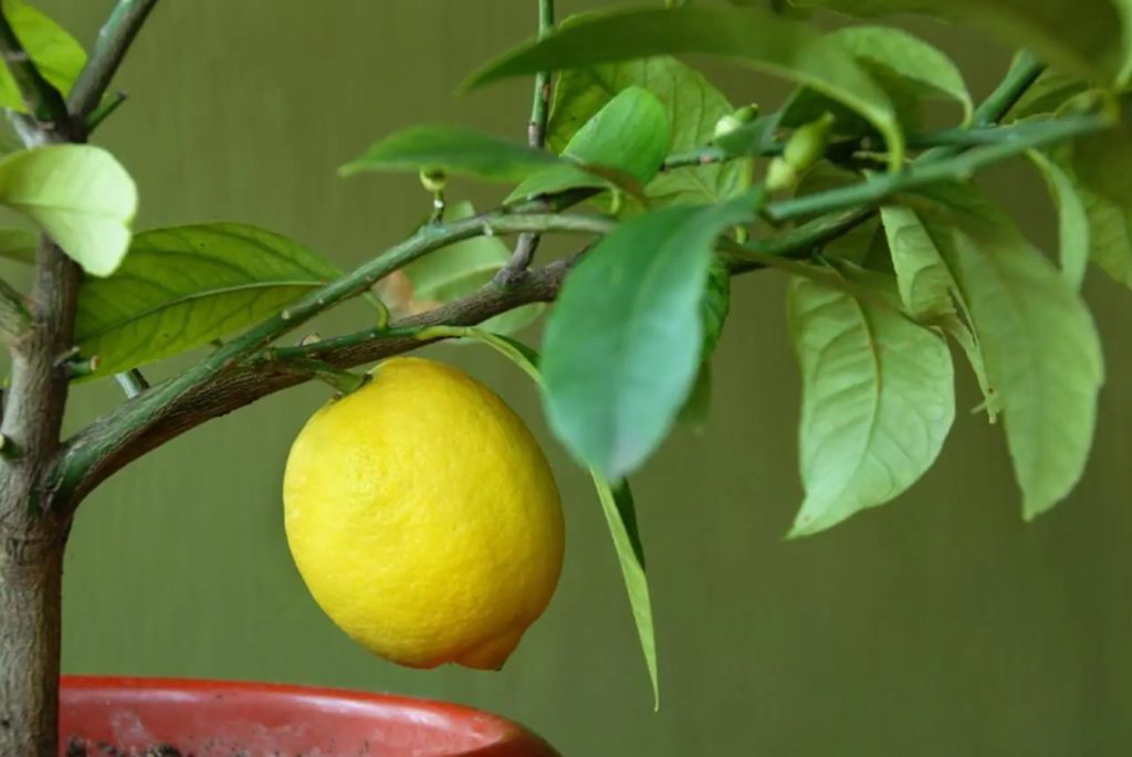 Saveti strucnjaka pravilan raspored zalivanja stabala citrusa u zatvorenom prostoru