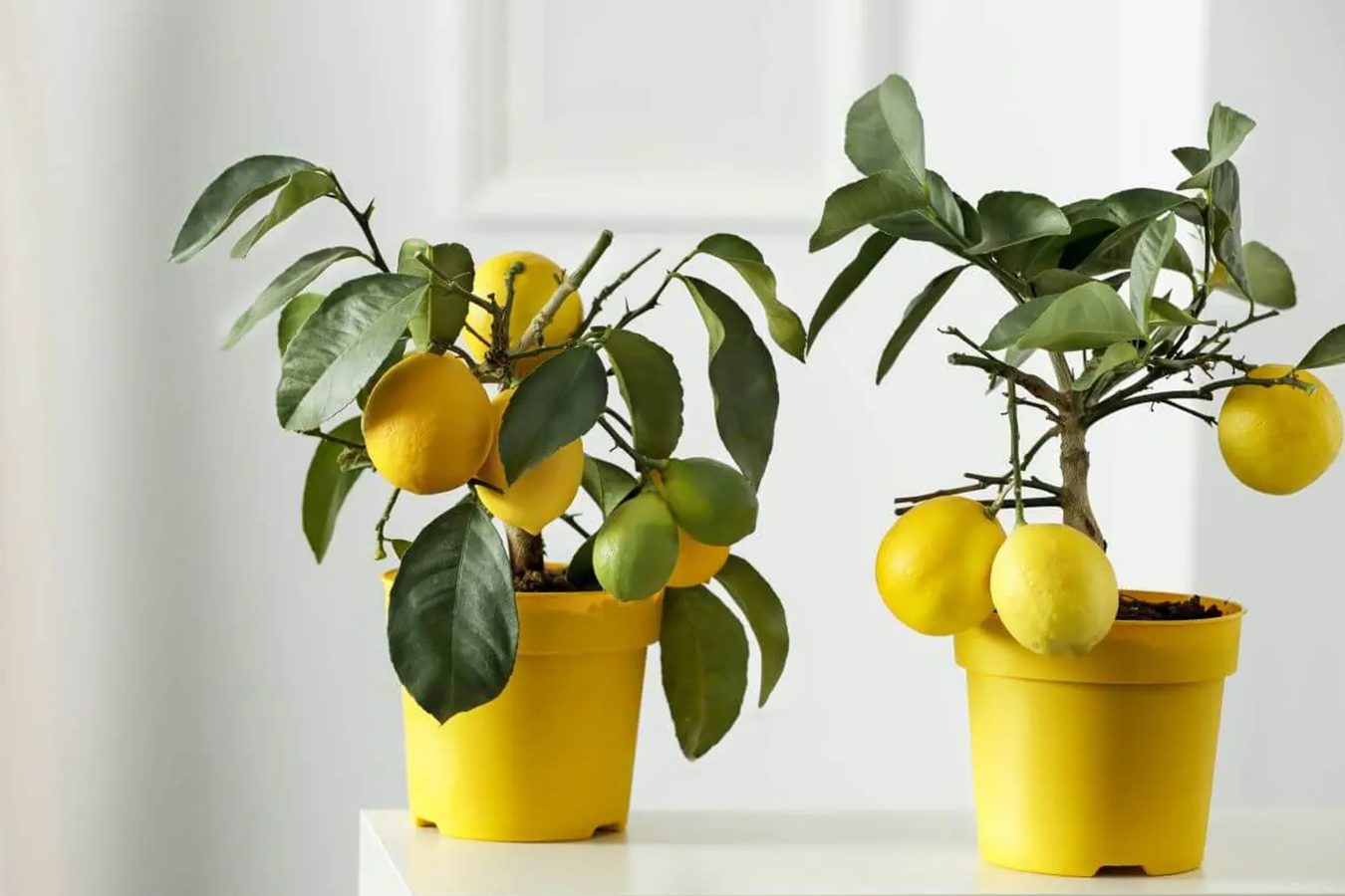 Savršeno tlo za uspeh vašeg drveća citrusa u zatvorenom prostoru