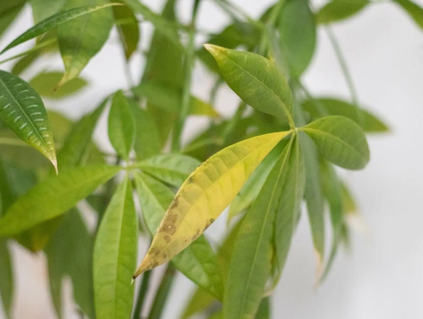 10 uobičajenih razloga za žutilo lišća na biljkama novčića