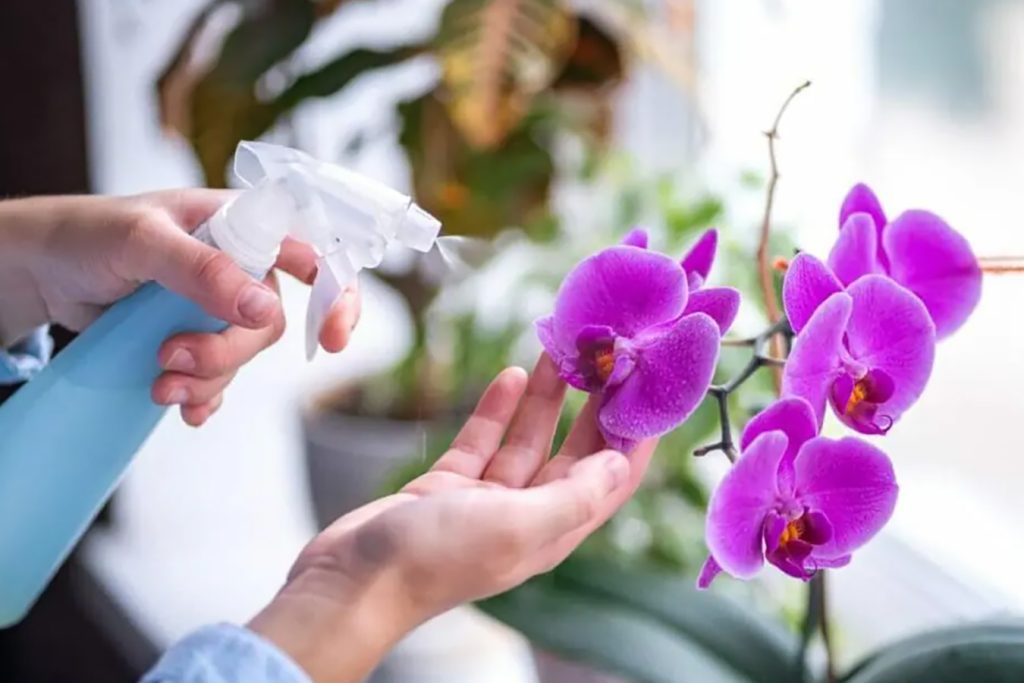 uobicajenih razloga zasto vasa orhideja opada lisce