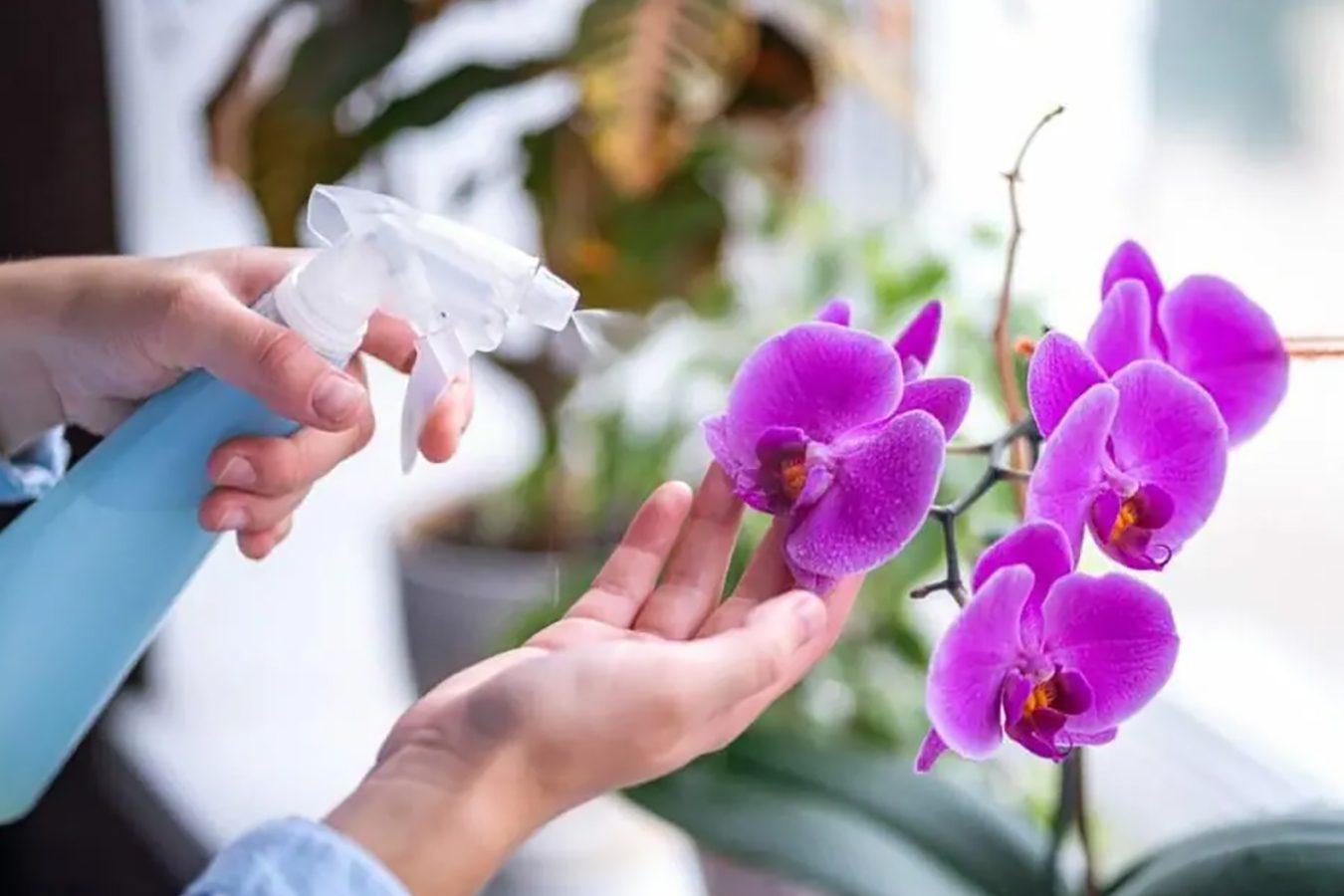 10 uobičajenih razloga zašto vaša orhideja opada lišće