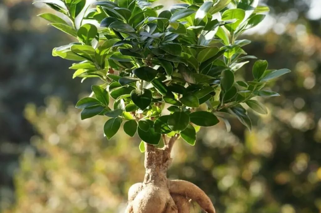 uobicajenih uzroka zutog lisca na biljkama Ficus Ginseng