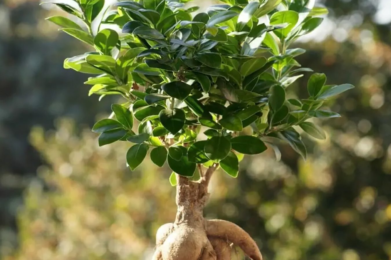 10 uobičajenih uzroka žutog lišća na biljkama Ficus Ginseng