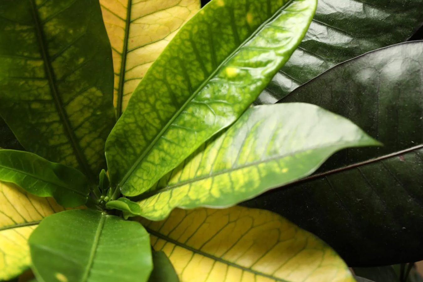 11 Uobičajenih uzroka da lišće Crotona postaje žuto ili smeđe