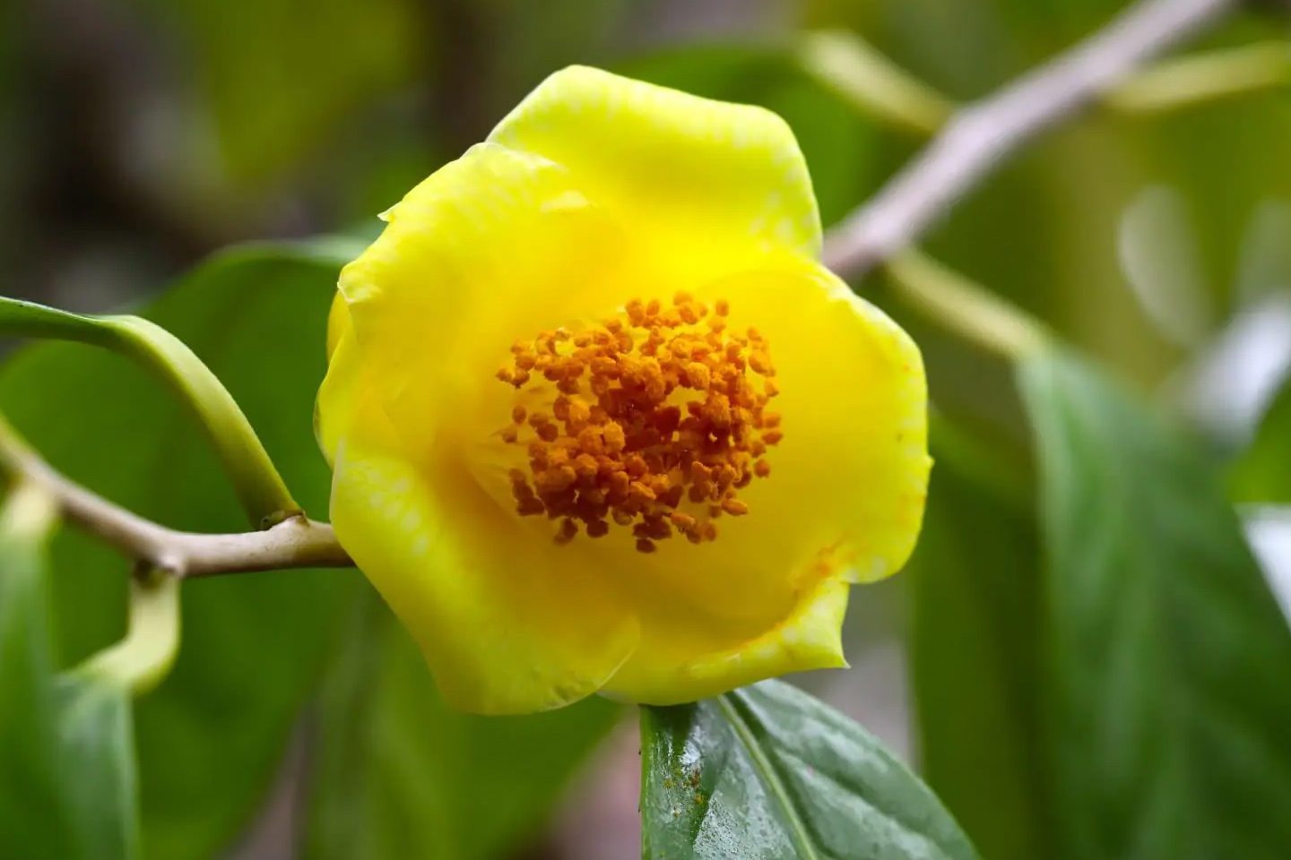 5 izuzetnih vrsta cveća žute kamelije