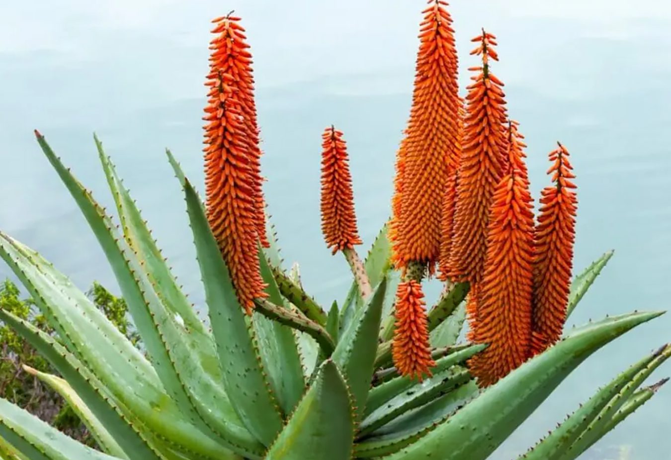 50 autohtonih afričkih cveća i biljaka kojima se divite