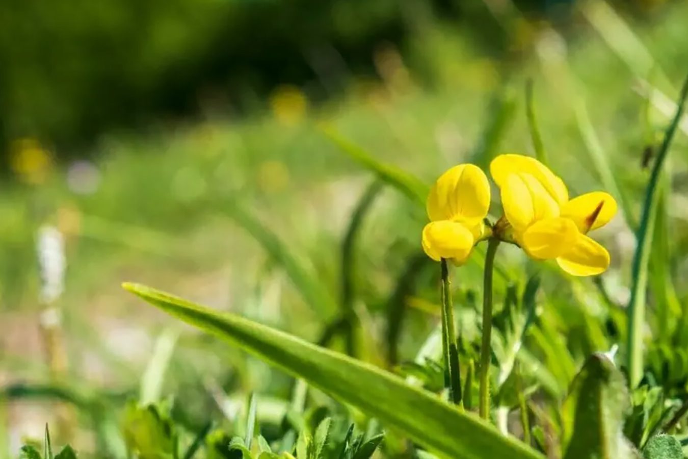 50 zapanjujućih britanskih domaćih divljih cveća