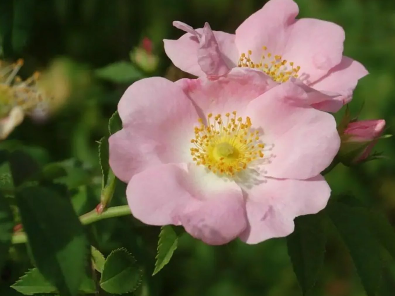 10 najboljih severnoameričkih autohtonih ruža