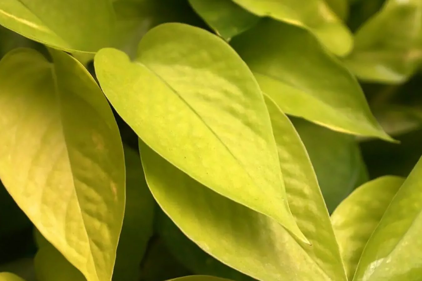 13 razloga zašto listovi biljke potosa postaju žuti