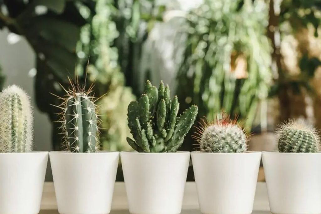neverovatnih upotreba i prednosti biljaka kaktusa