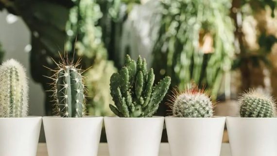 15 neverovatnih upotreba i prednosti biljaka kaktusa