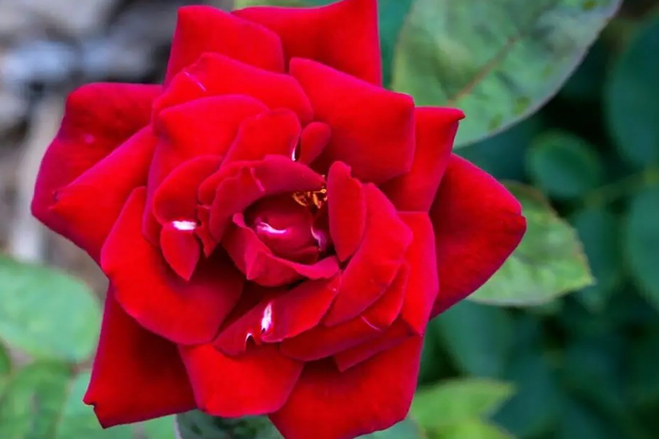 25 najmirisnijih vrsta baštenskih ruža