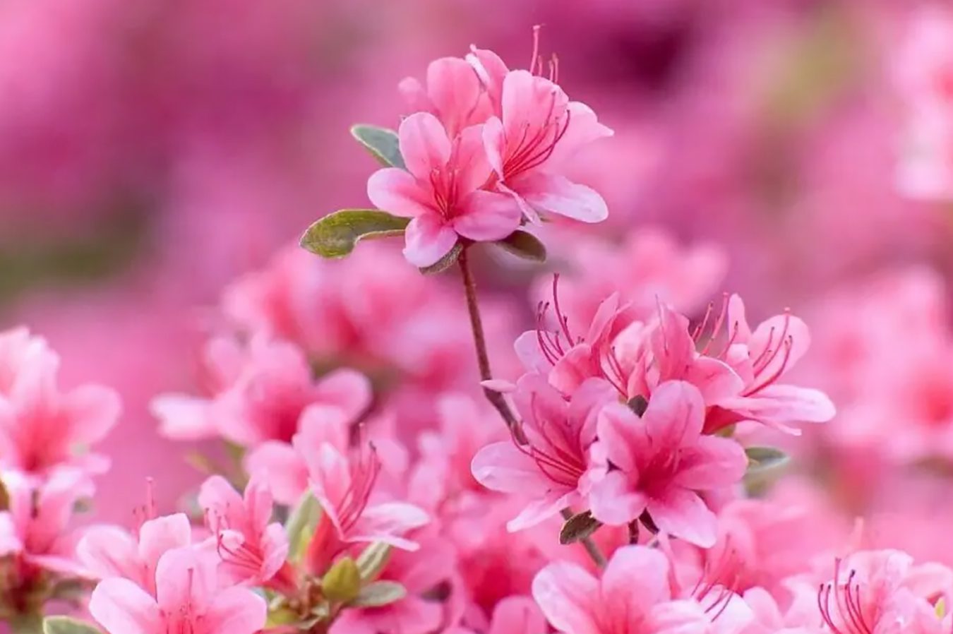 30 uobičajenih cvetova koji su toksični za kućne ljubimce