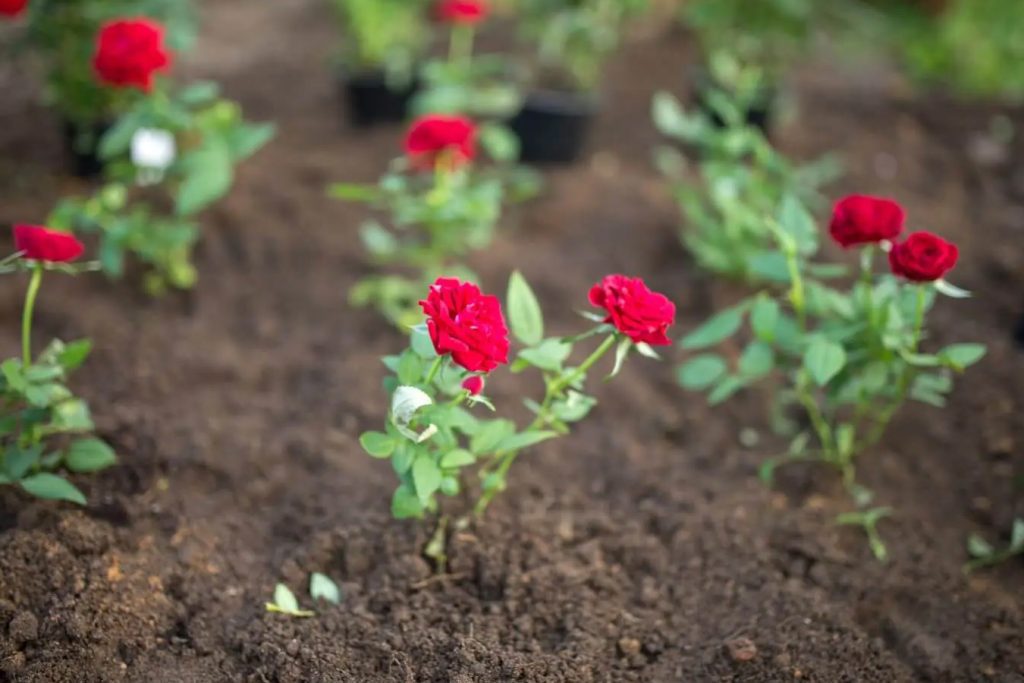 Kako uzgajati ruze iz semena