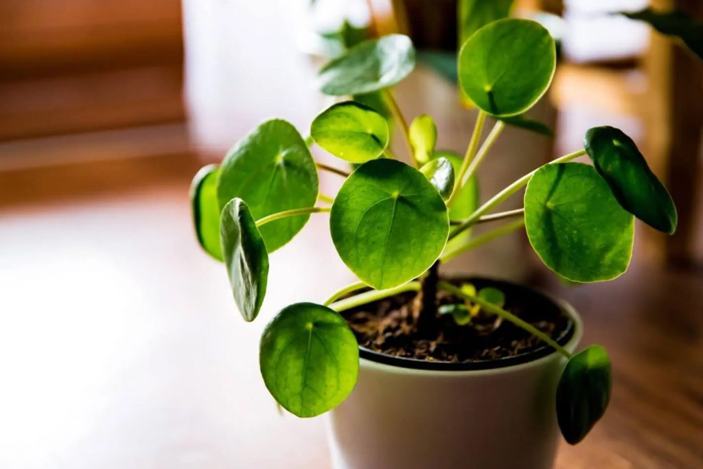 Pilea peperomioides Tolerancije temperature i vlaznosti u zatvorenom prostoru