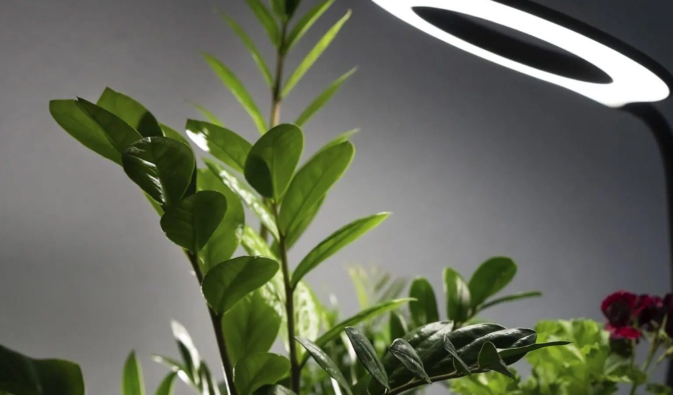 Veštačka svetla za biljke: Vaš kompletan vodič