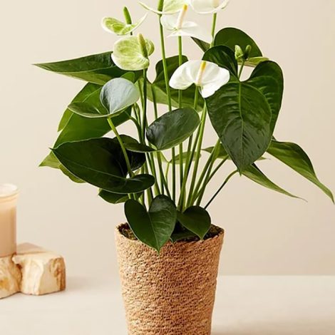 Anthurium