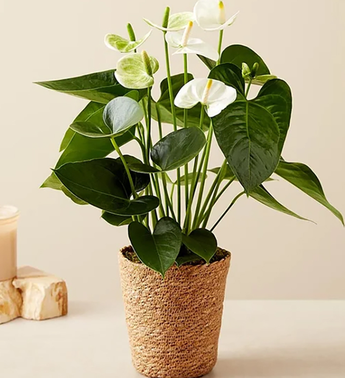 Anthurium