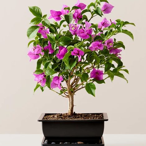 Bougainvillea