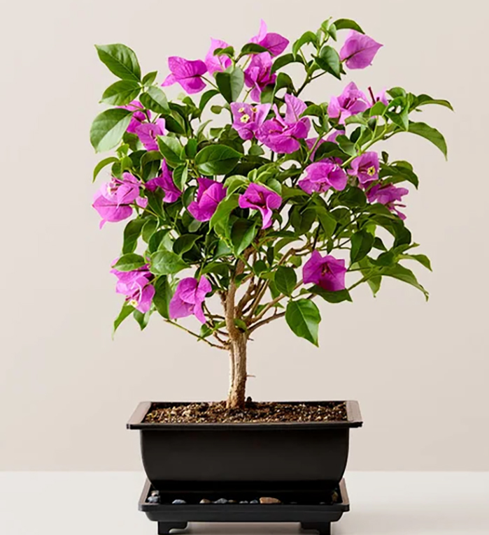 Bougainvillea