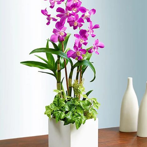 Dendrobium