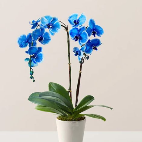 Double Blue Orchid Plant