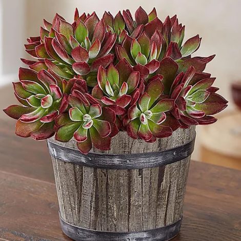 Echeveria