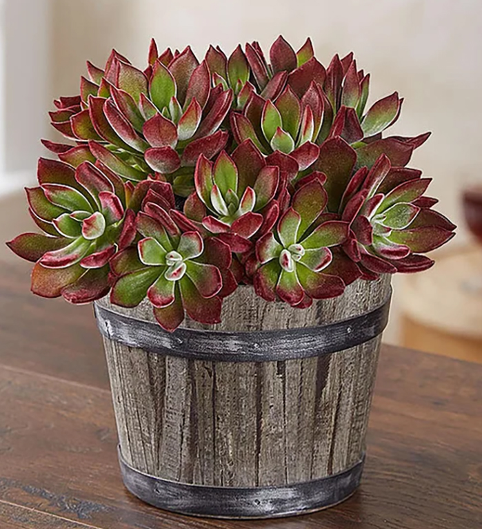 Echeveria