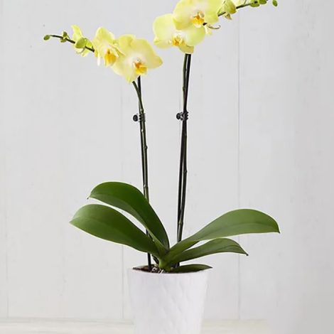 Sunshine Orchid