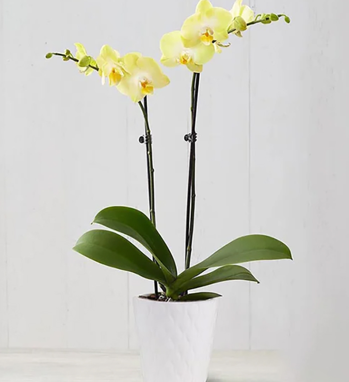 Sunshine Orchid