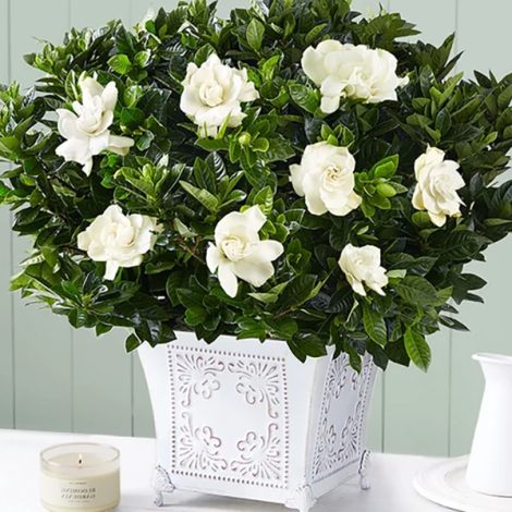 gardenia