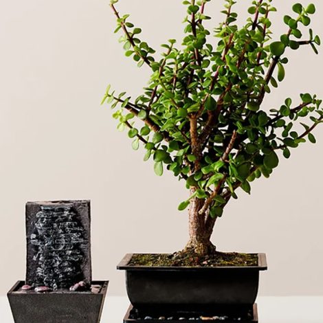 jade bonsai