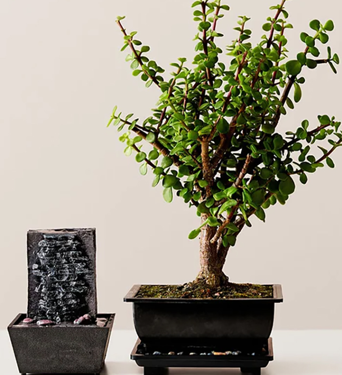 jade bonsai