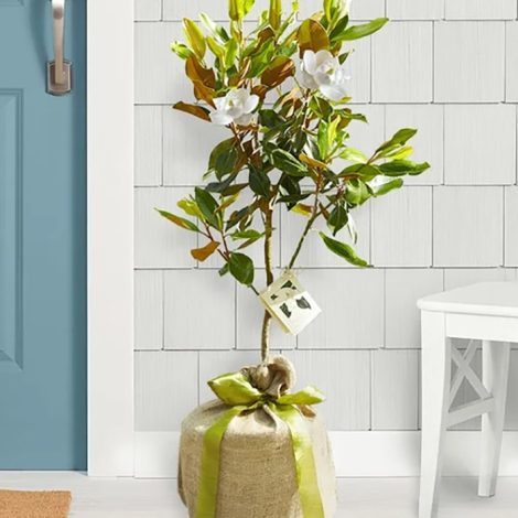 magnolia