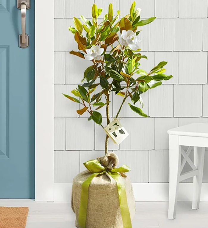 magnolia