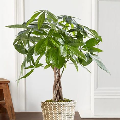 money tree