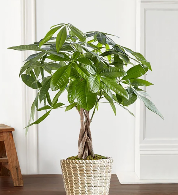 money tree